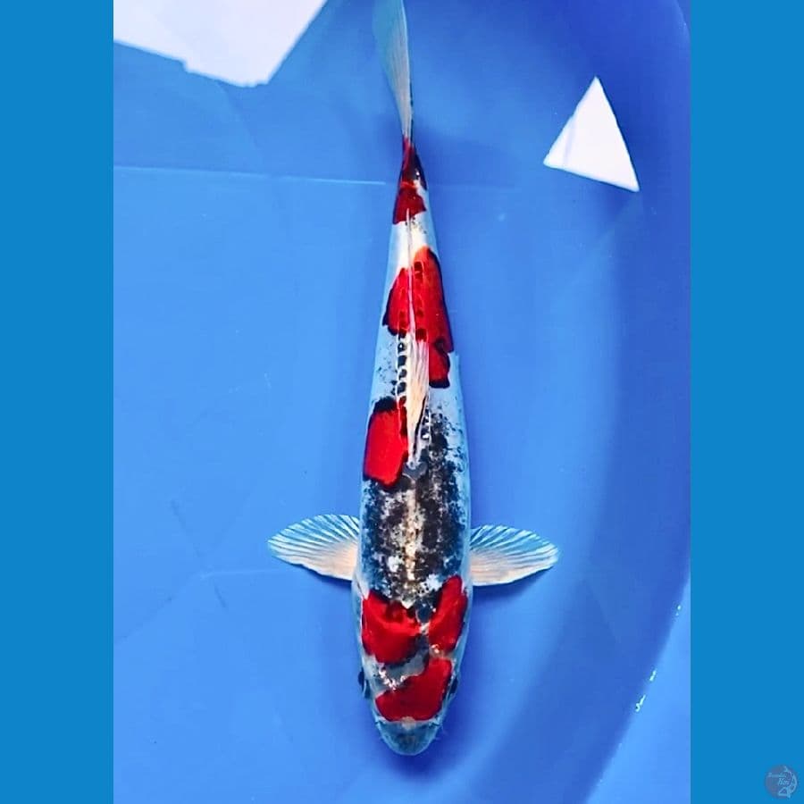 beni kiko SQ 24cm