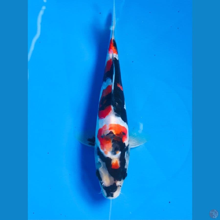 showa doitsu 18cm
