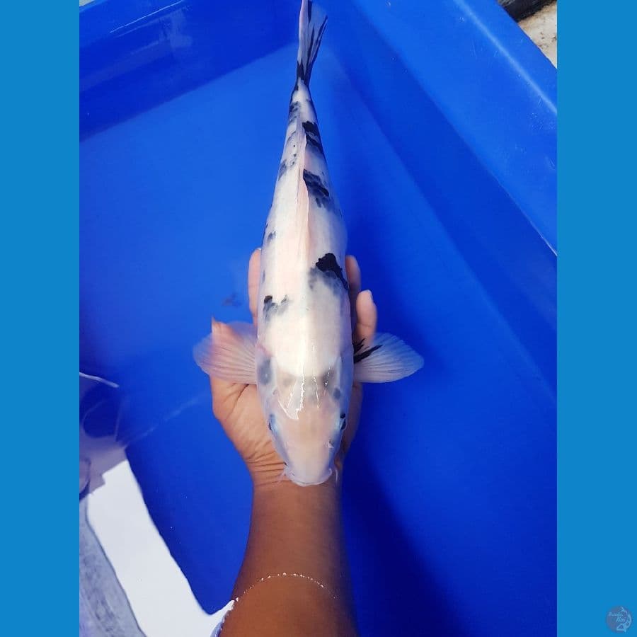 tategoi shiro 36 cm fimale