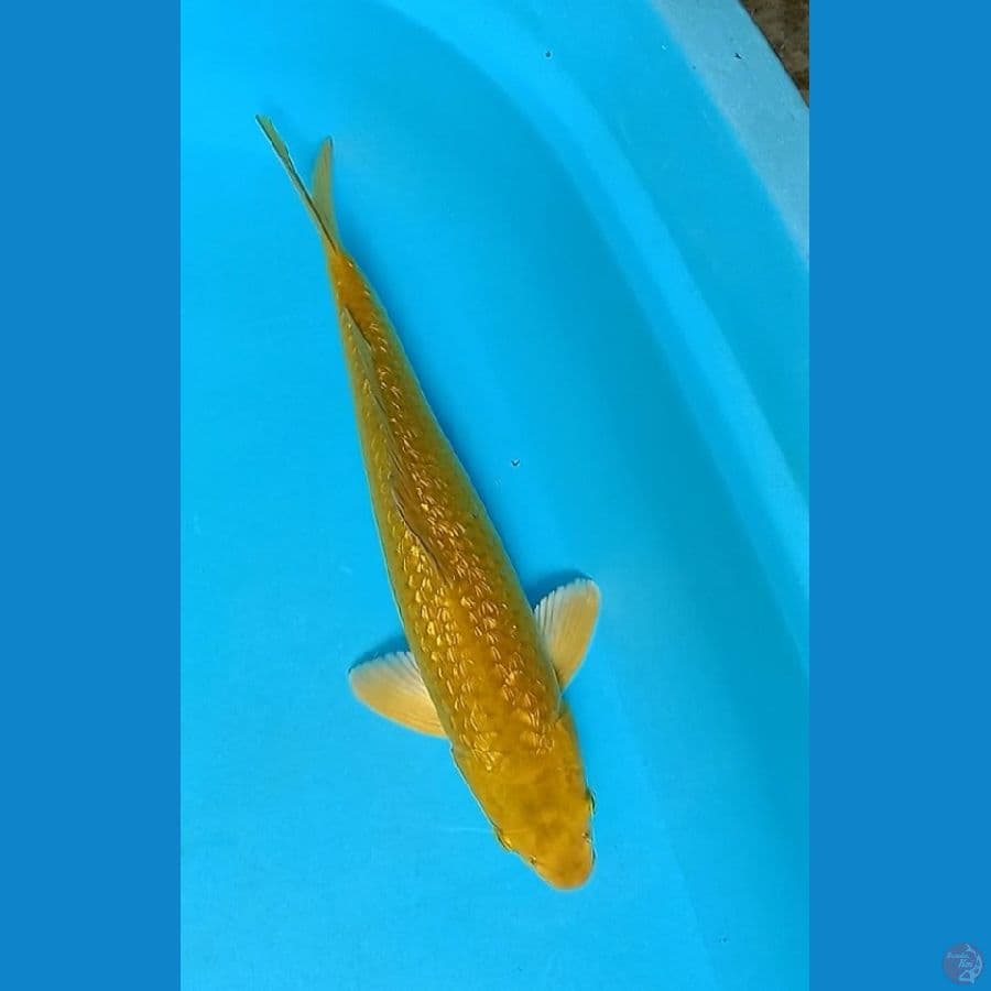 KARASHI 35 cm
