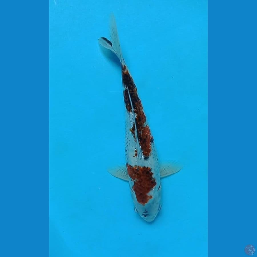 OCHIBA 30 cm