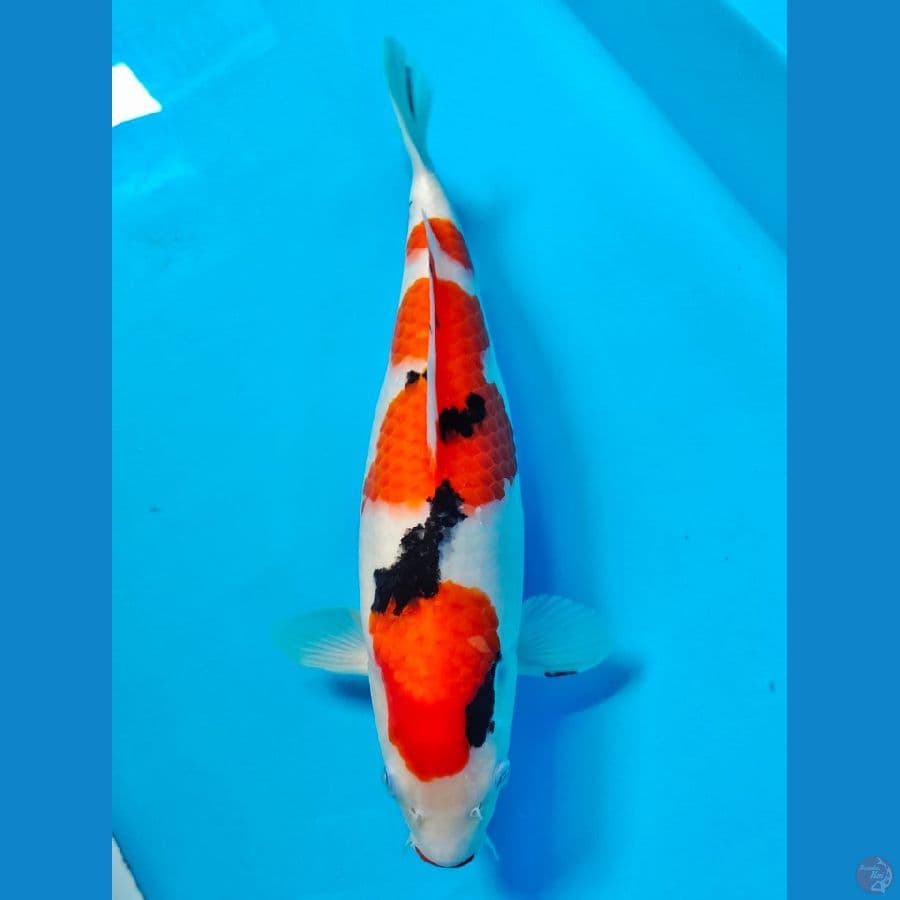sanke calon bulky 35cm