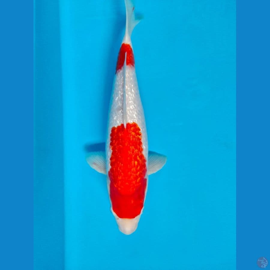 kohaku full.ginrin 35cm