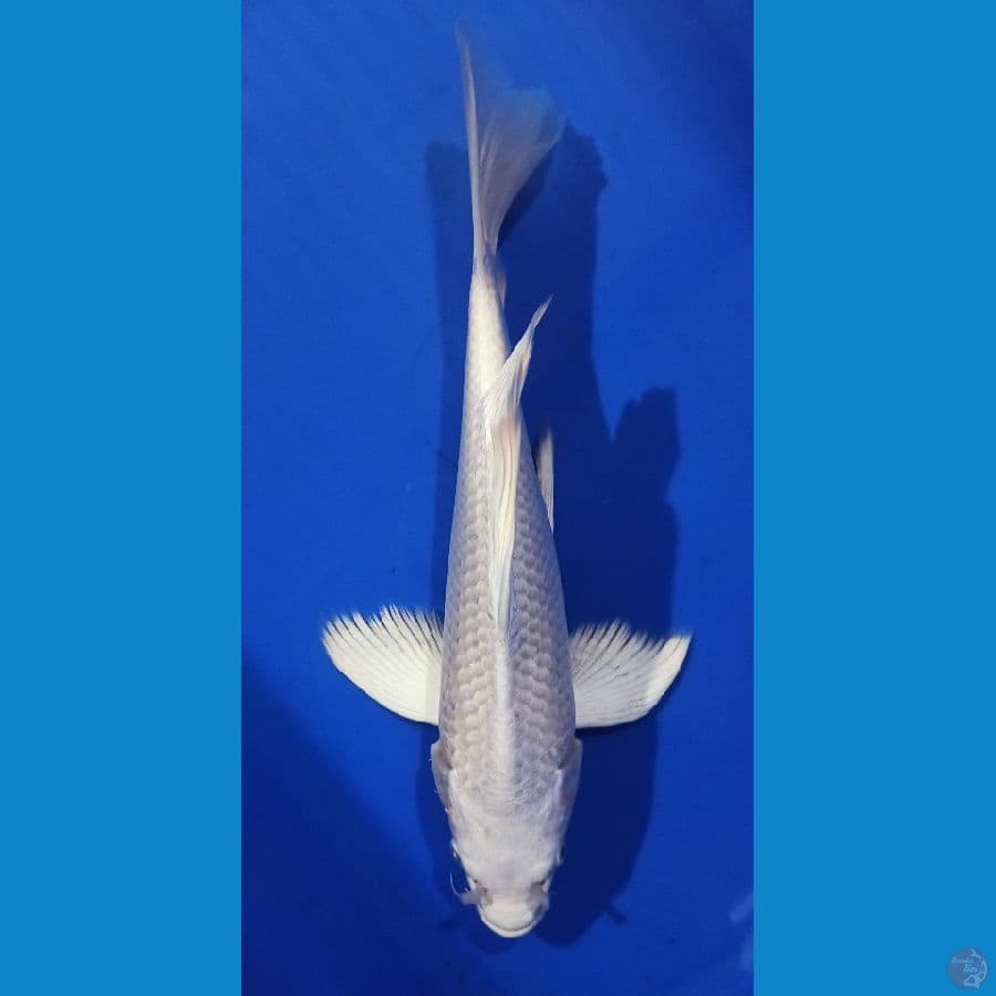 PLATINUM KUMPAY