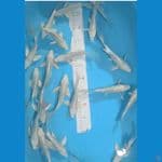 PAKET PLATINUM kumpay 20 ekor