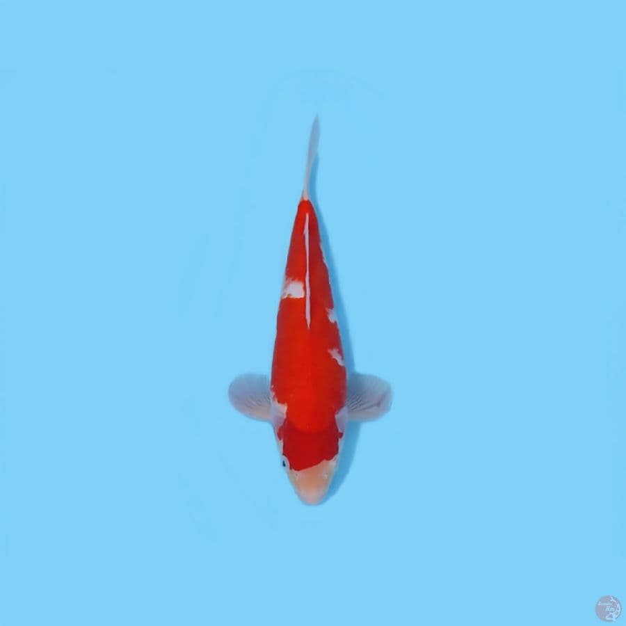 KOHAKU 28 CM - MALE