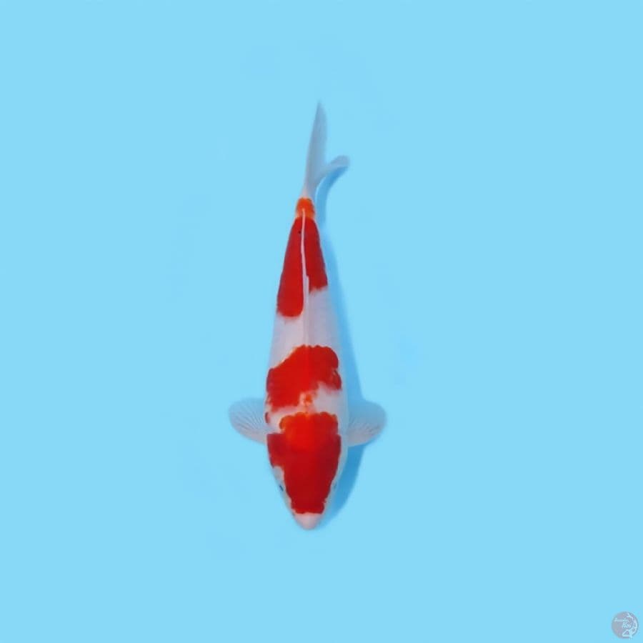 KOHAKU 29 CM - MALE