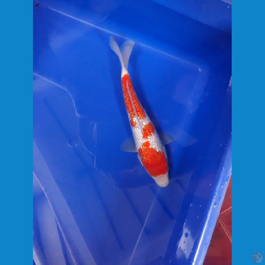Minion Kohaku Ginrin 19cm