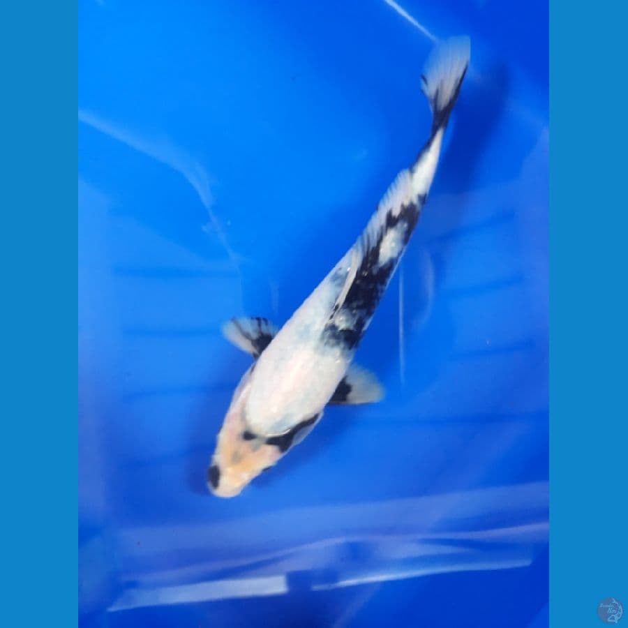 Bahan / Shiro / 20cm