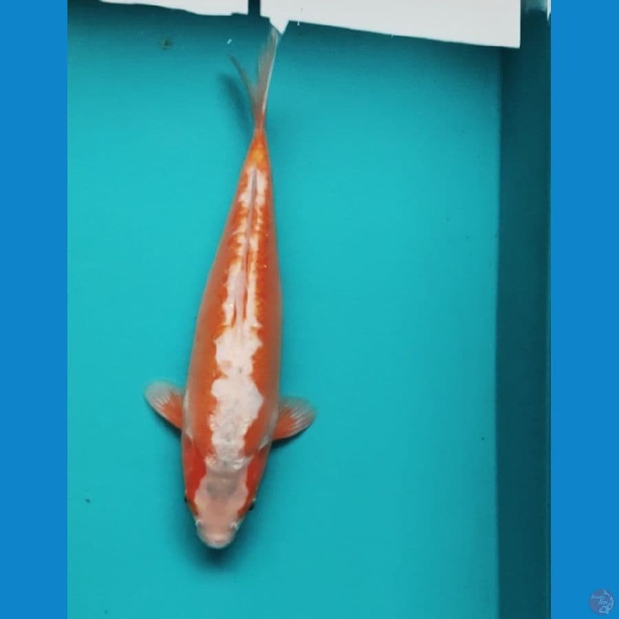 koshui good body 33cm /fm