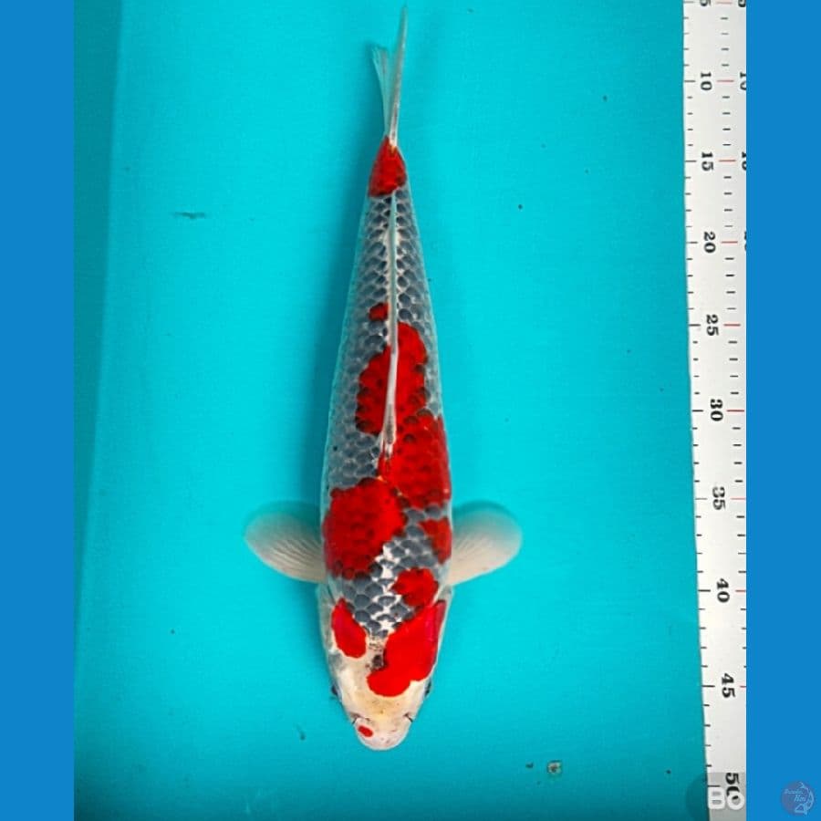 goshiki strong 40cm male