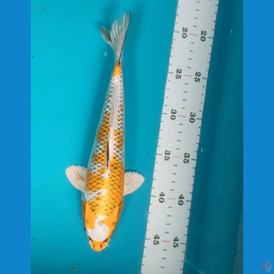 kujaku 26cm male