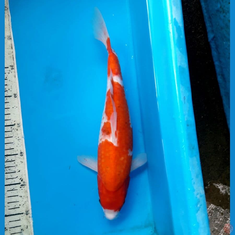 Koromo 35F