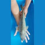 Soragoi Gindrin super 40cm