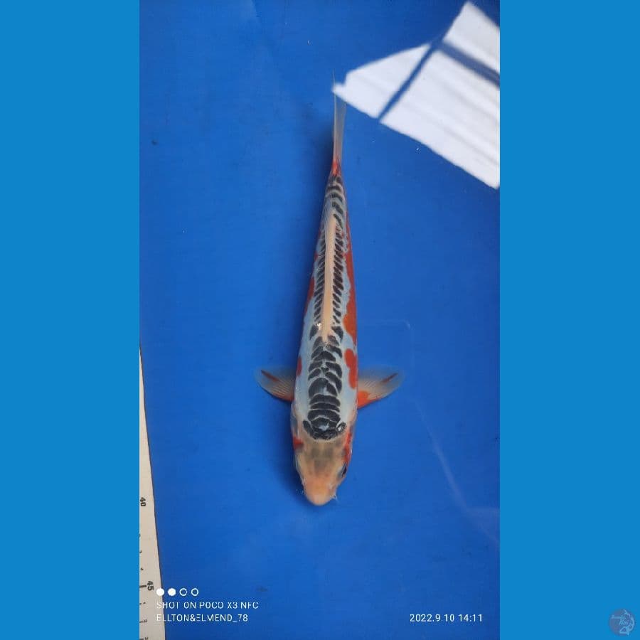 HQ SHUAUI 25CM