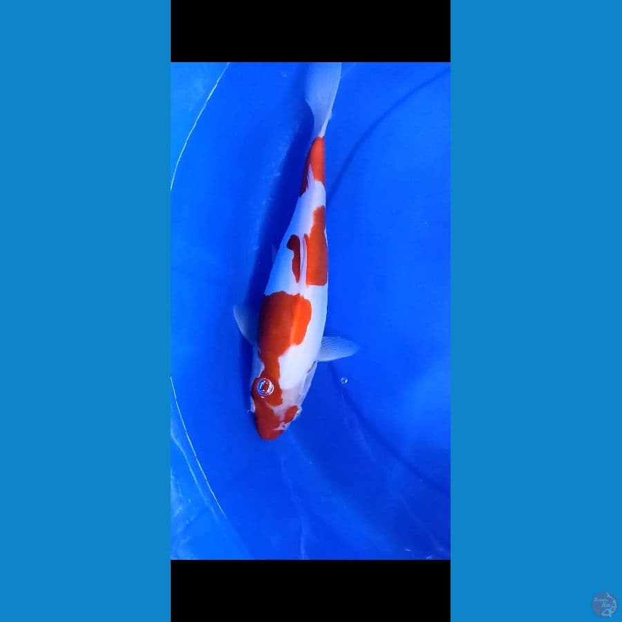 Kohaku doitsu 3 step ory