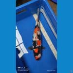 SHOWA DOITSU 45cm Female
