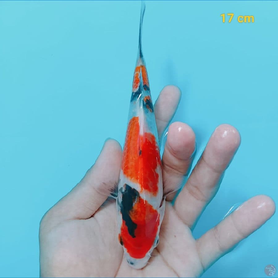 HQ SHOWA 17CM