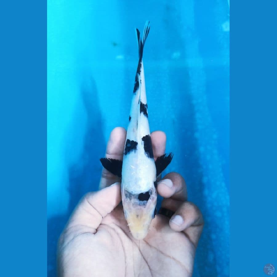 Minion Shiro 20cm
