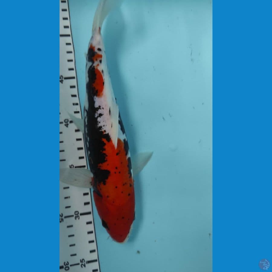beny kumon