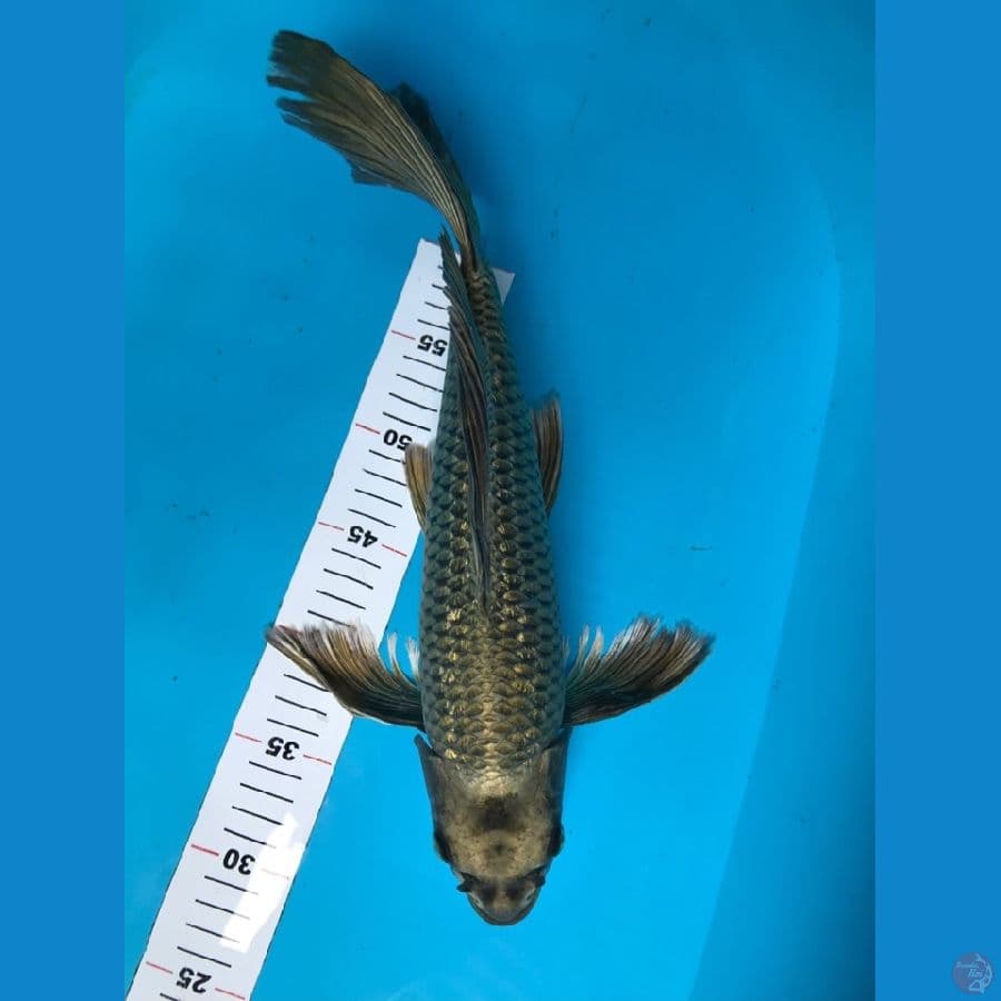 kumpay 40cm Male