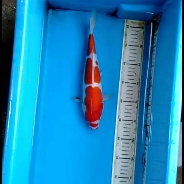 Kohaku doitsu.30bu