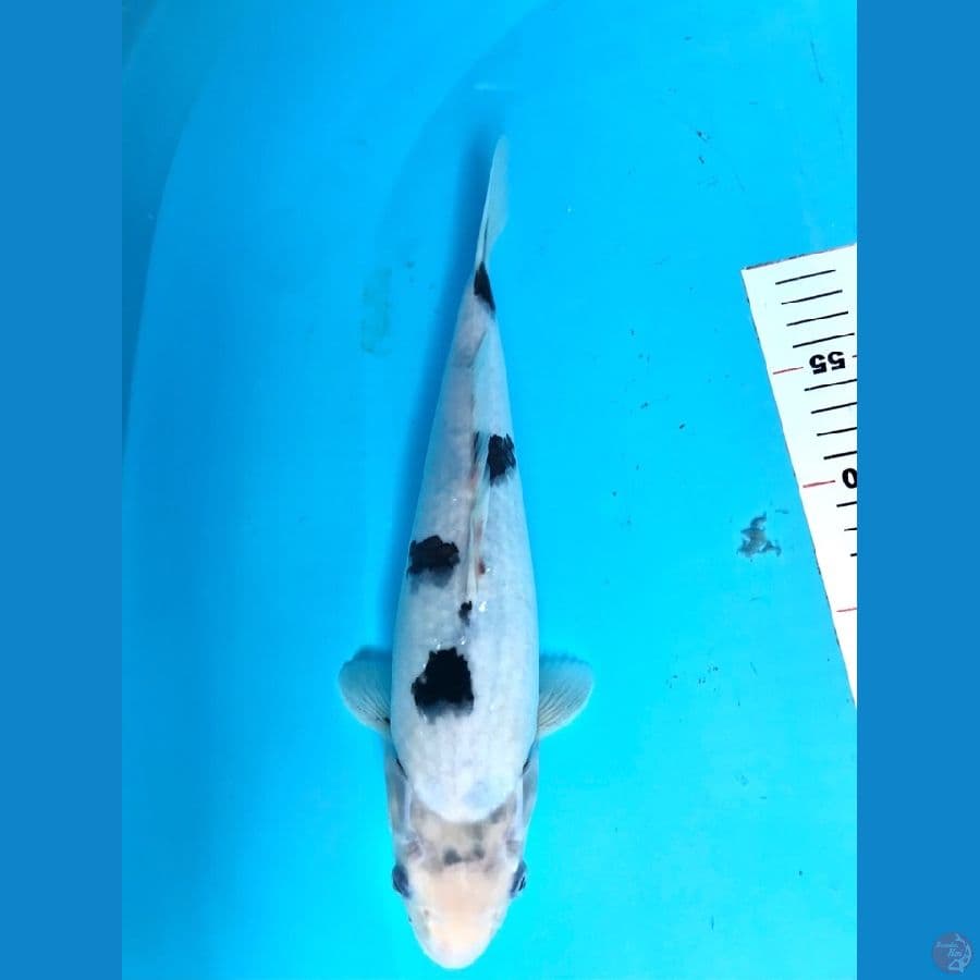 bahan KC, putih salju 30cm Female