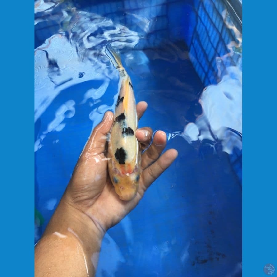 BEKKO BAHAN 