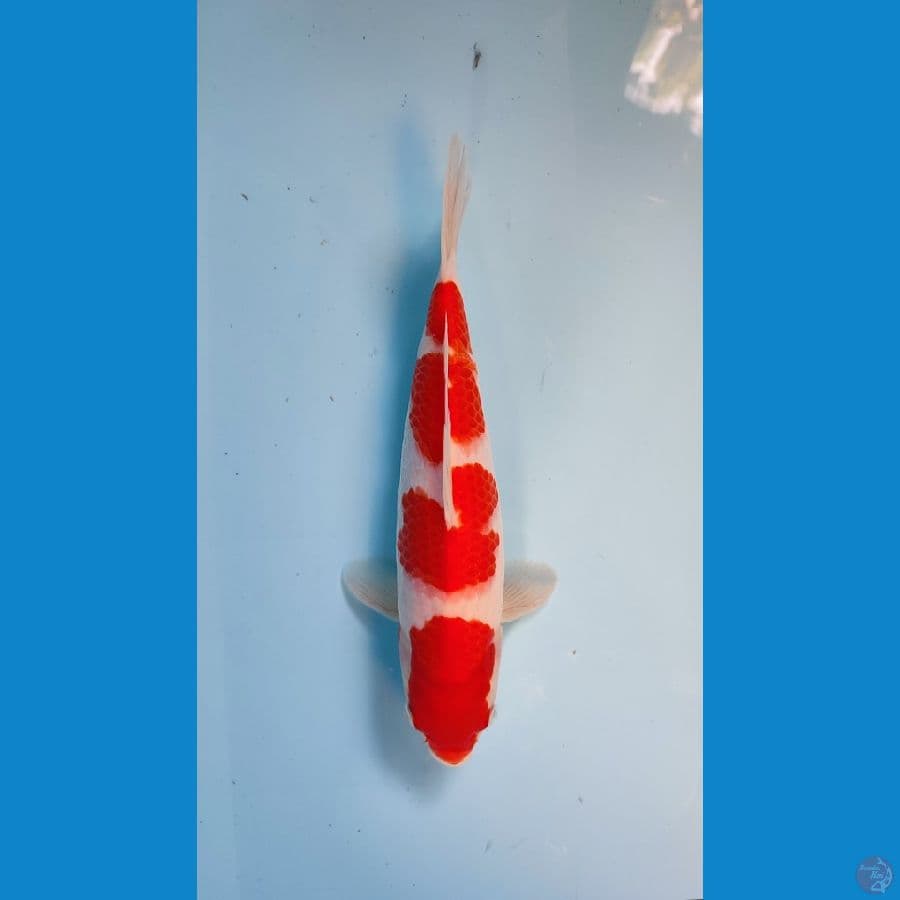 KOHAKU ORI 28 CM 