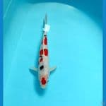 SANKE HQ ~ 26 CM