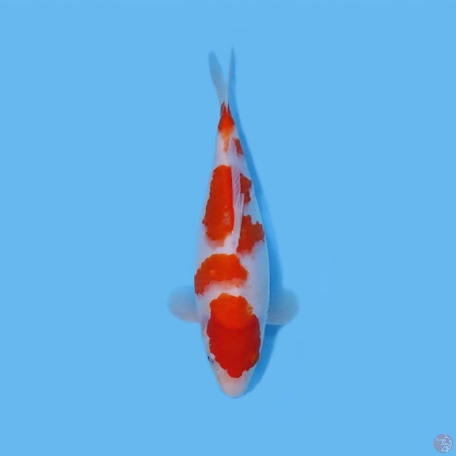 KOHAKU 27 CM - FEEMALE