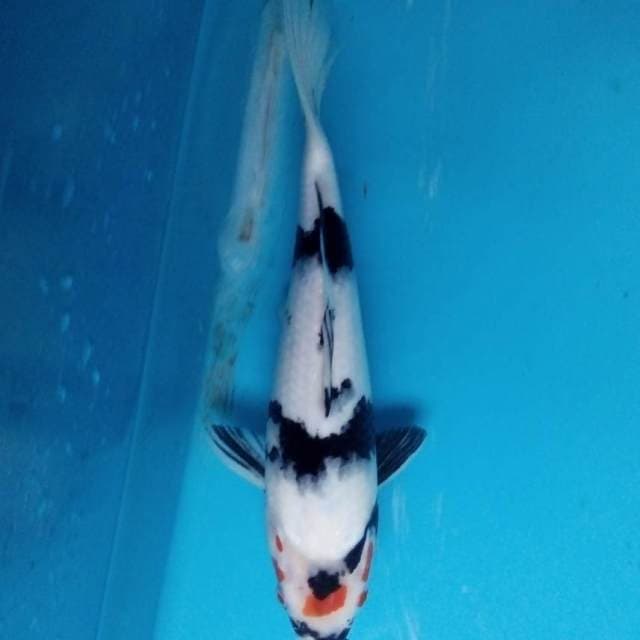 Showa