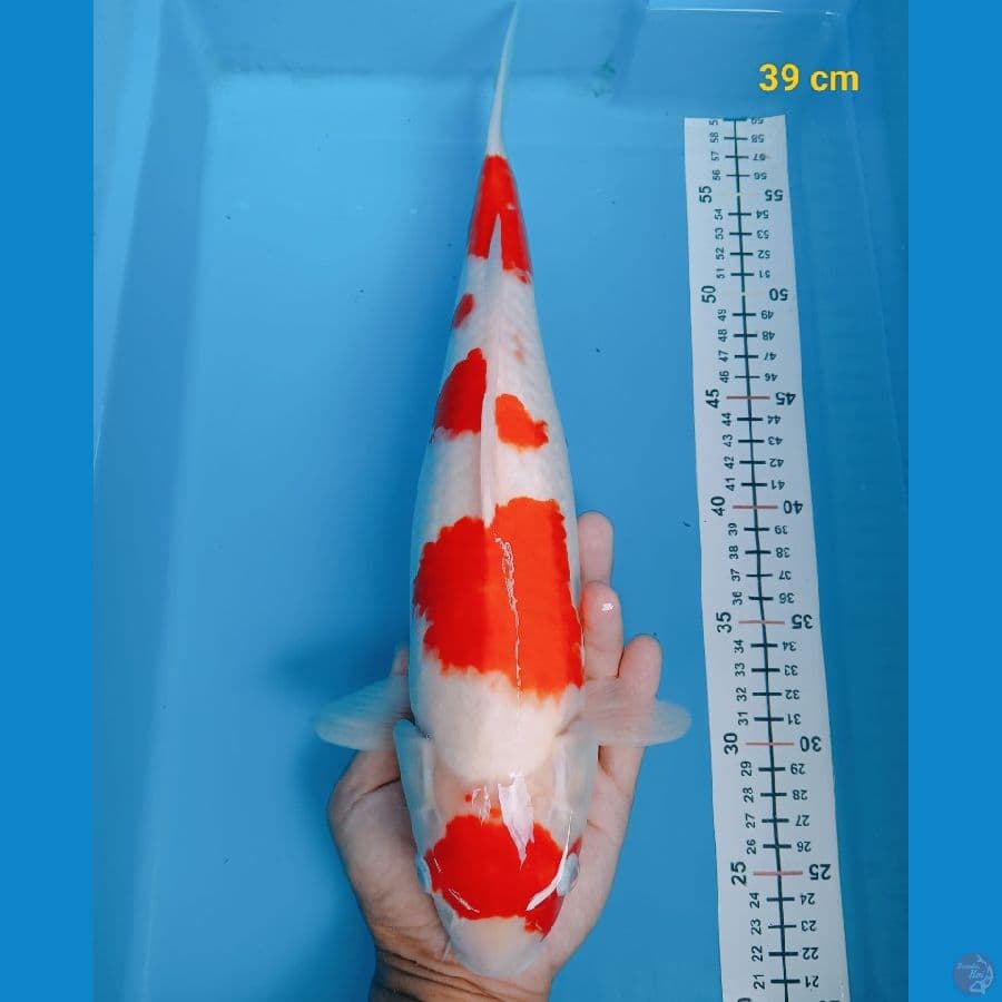 maruten kohaku ori 39 cm