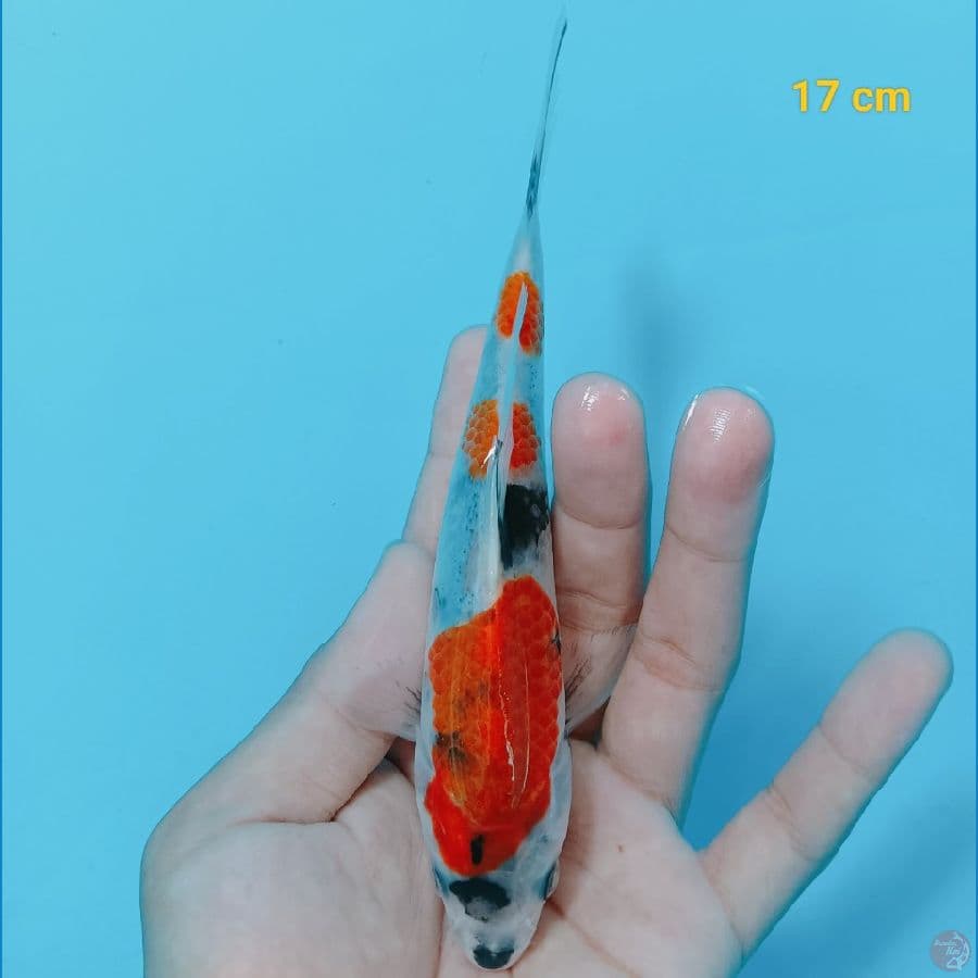 Minion 17 cm