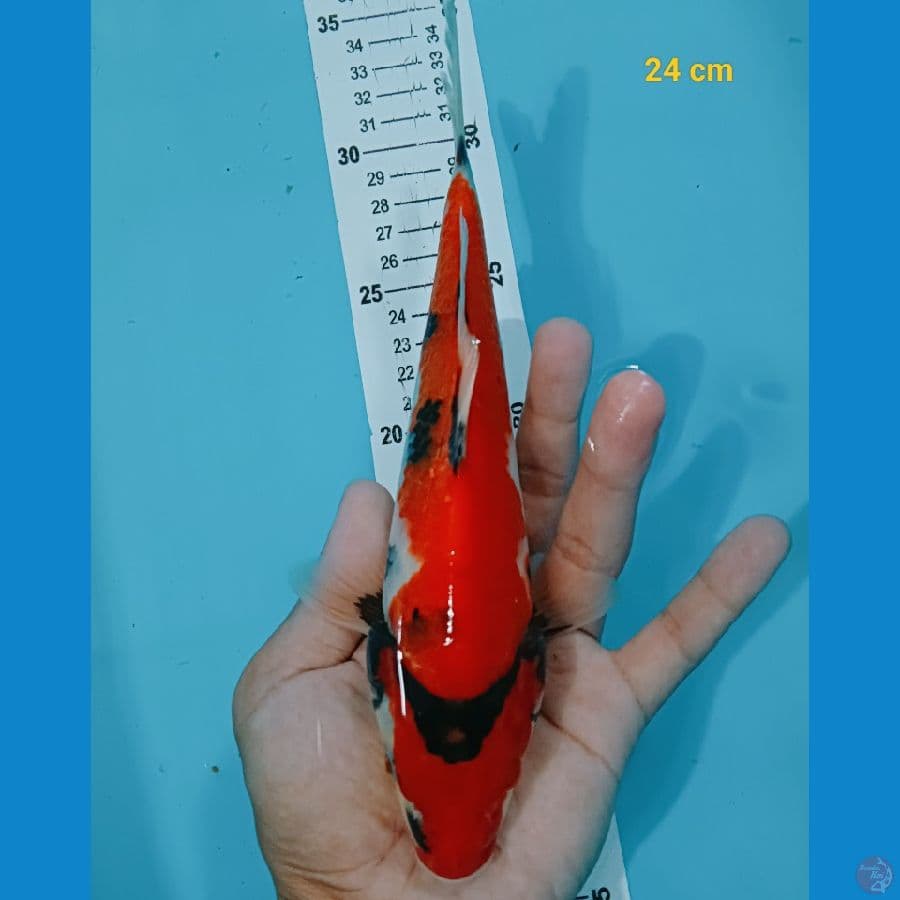 hishowa 24 cm