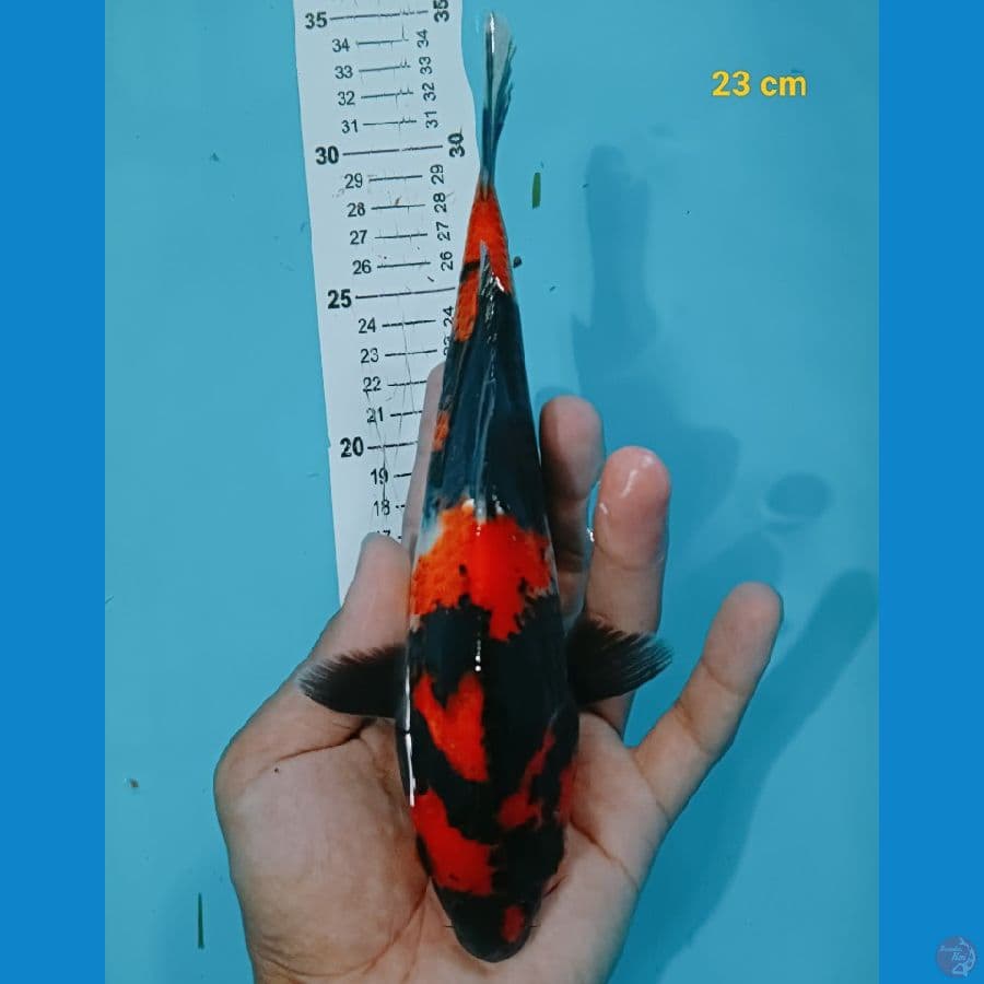 Hishowa 23 cm