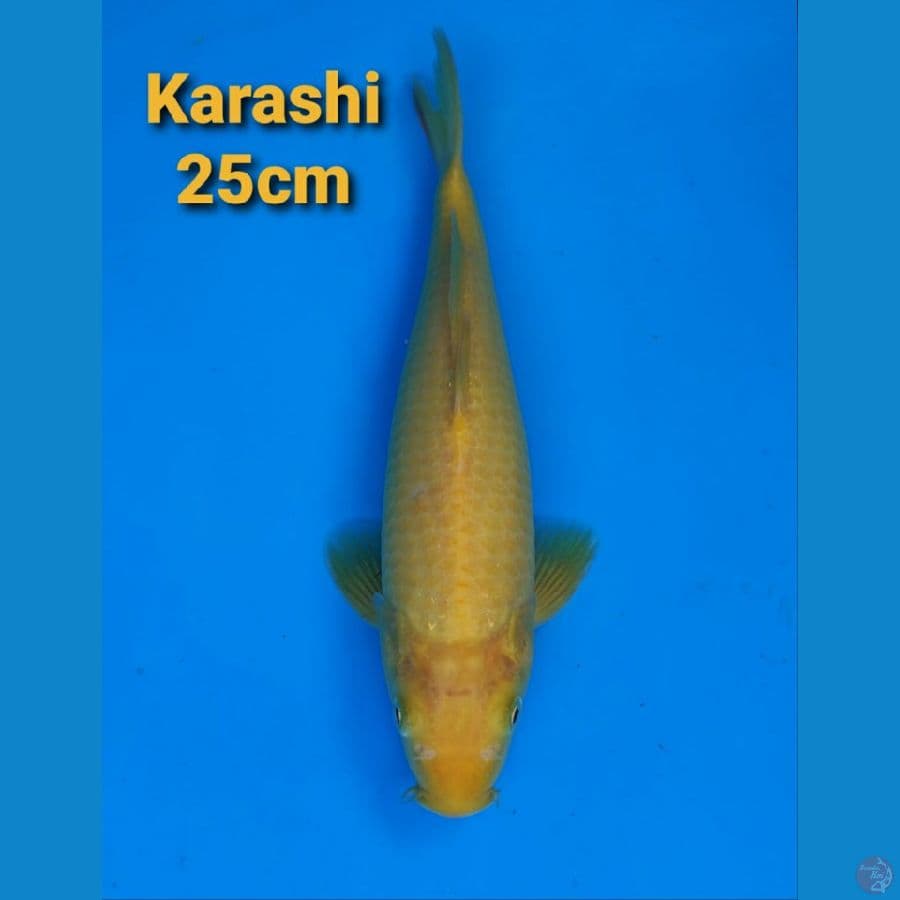 F1 MARUDO AKAME 25CM