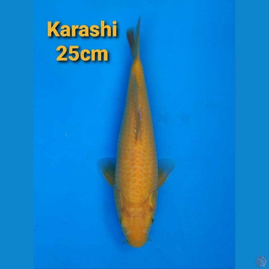 F1 MARUDO AKAME 25CM
