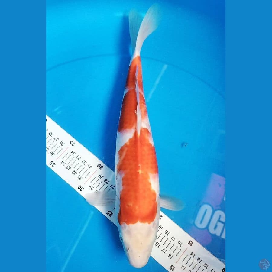 KOHAKU 35CM
