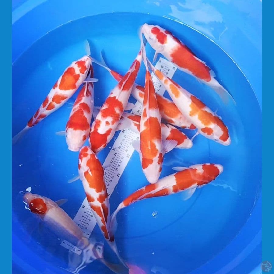 PAKET KOHAKU 30-35CM