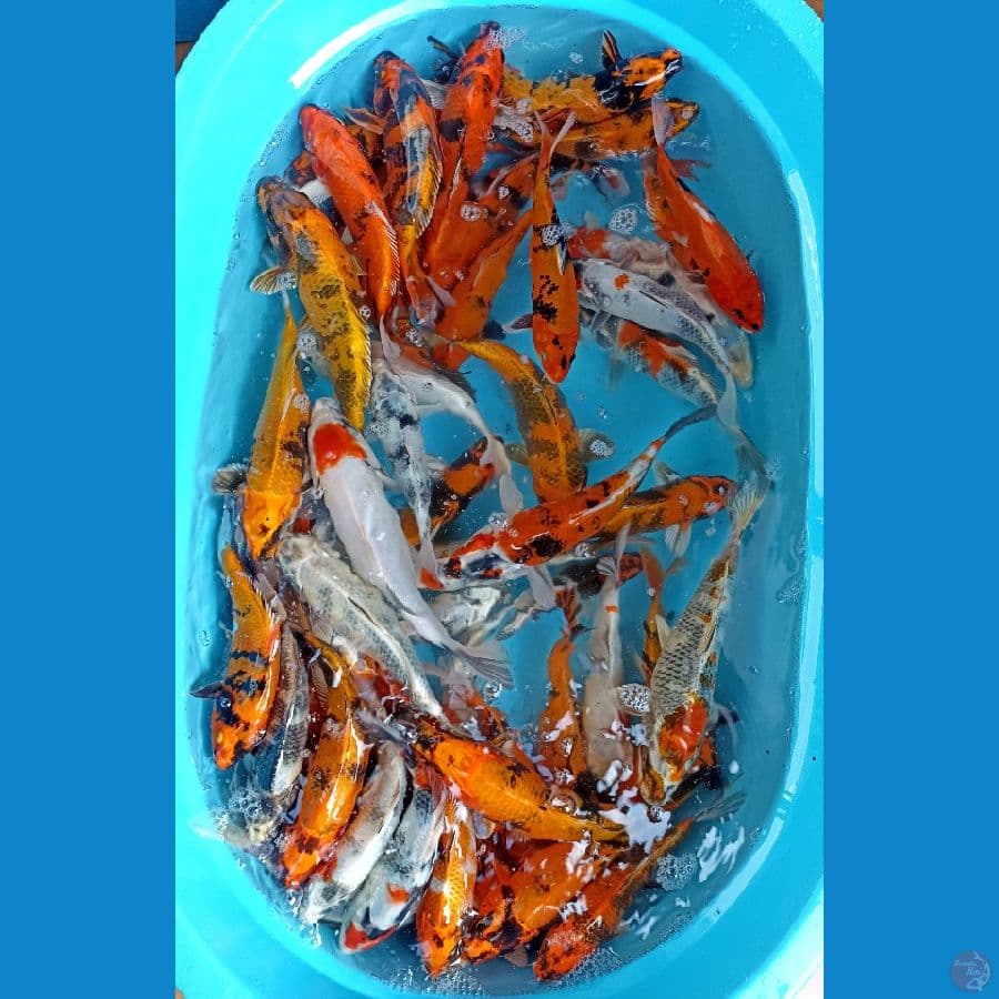 paket 61 ekor 20/26cm