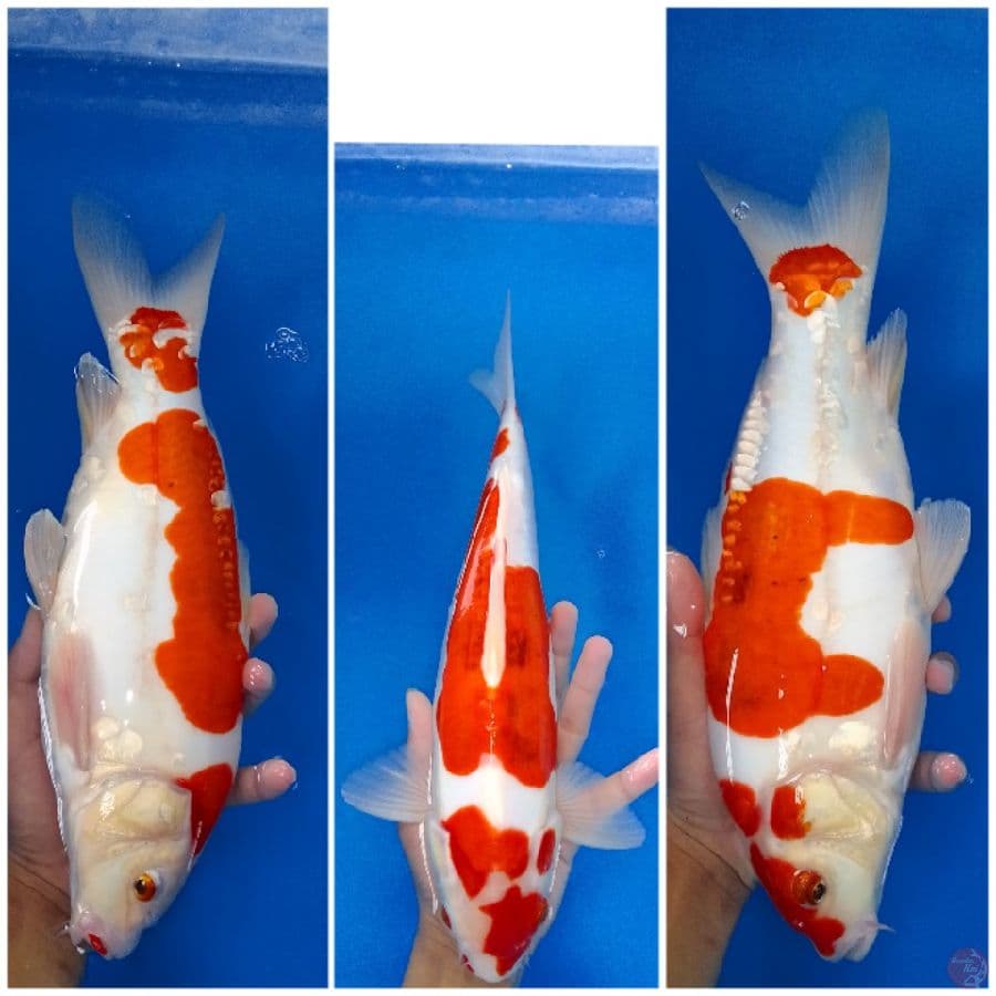 Sanke doit Aragoke 35 cm jantan