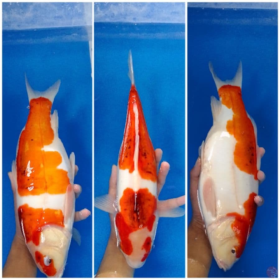 Sanke doit Aragoke 38 cm jantan