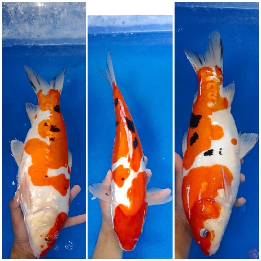 Sanke doit Aragoke 40 cm