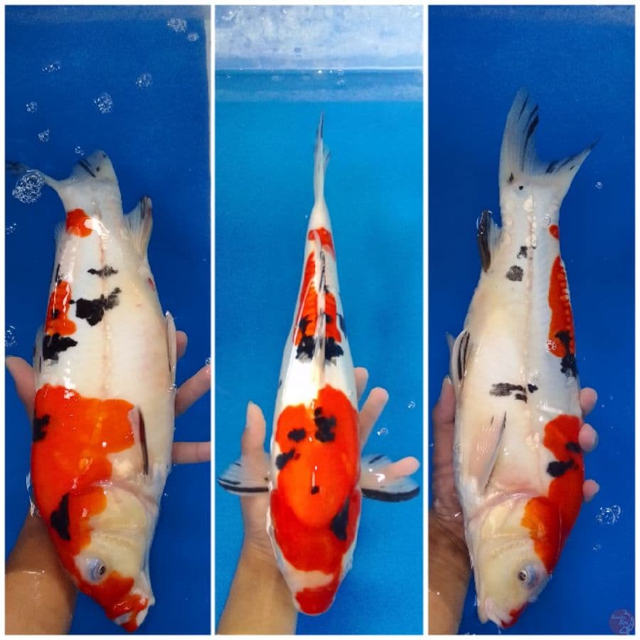 Sanke doit Aragoke 40 cm jantan