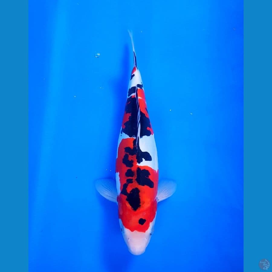 SANKE DOITSU  35 cm BULKI BOSKU 