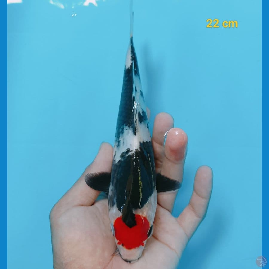 Tancho 22 cm