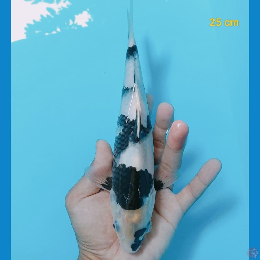 SQ shiro 25 cm
