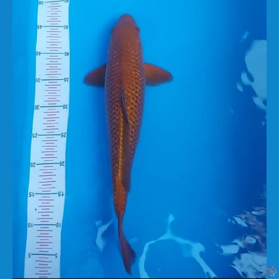 Chagoi ginrin jantan 45 cm