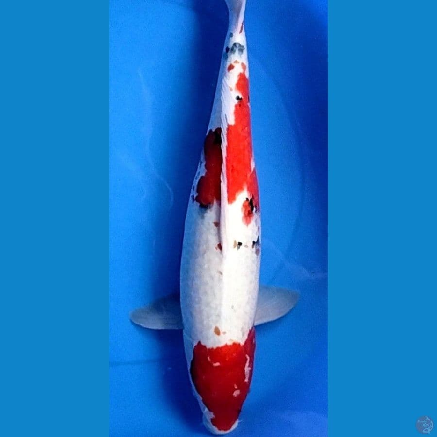 jumbo Shanke pejantan strong 
